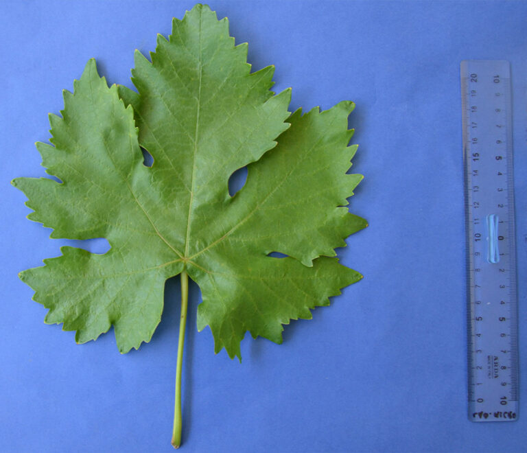 peucetia-03