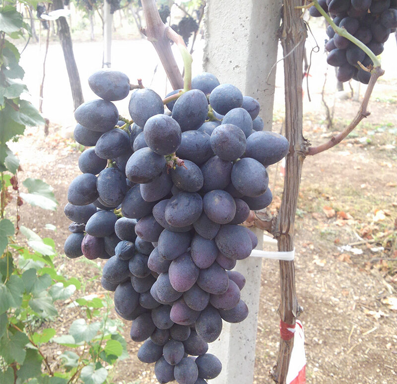 barese-01