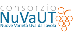 Nuvaut