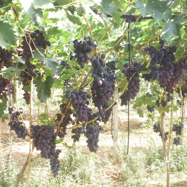maula