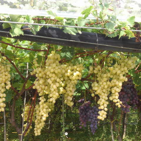 mesania