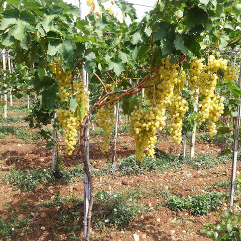 peucetia